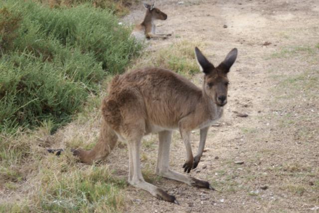 Photo hockey Hockey dans le Monde - Hockey dans le Monde - Australie, le hockey des antipodes