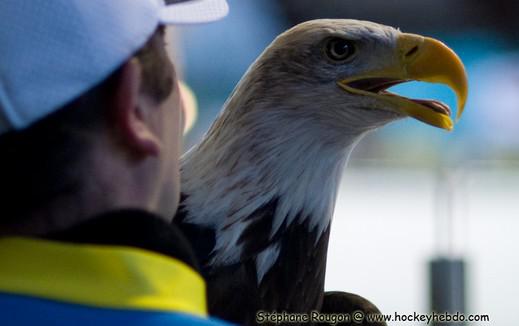 Photo hockey Ligue Magnus - Ligue Magnus : 24me journe : Gap  vs Chamonix  - Reportage photos