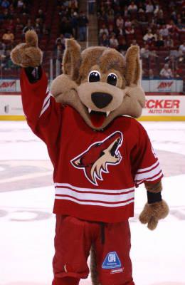 Photo hockey NHL : National Hockey League - AHL - NHL : National Hockey League - AHL - NHL: Phoenix Coyotes