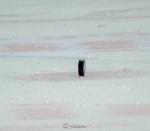 Photo hockey match Gap  - Grenoble  le 01/10/2015