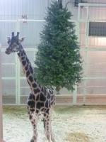 Photo hockey reportage Tournoi Bantam de Granby (Qubec)