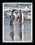 Photo hockey album Nouvelle-Zélande - Damien Torfou